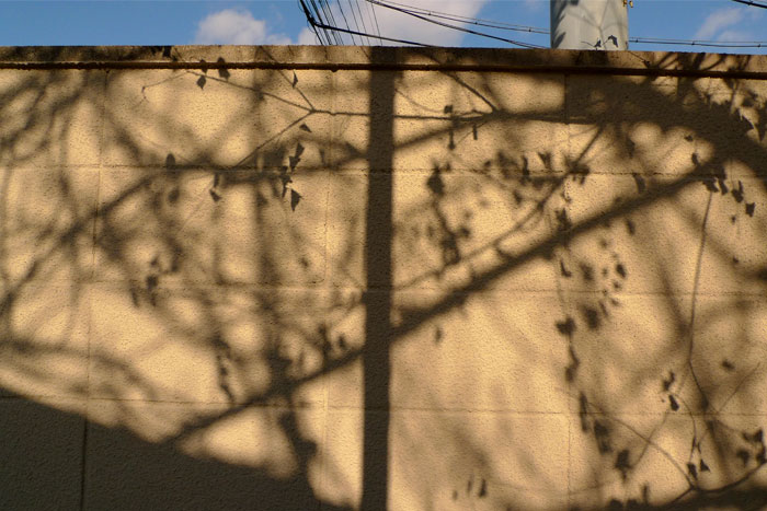 壁に映る冬の木の影