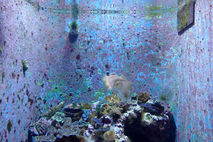 沖縄 美ら海水族館 コブシメ