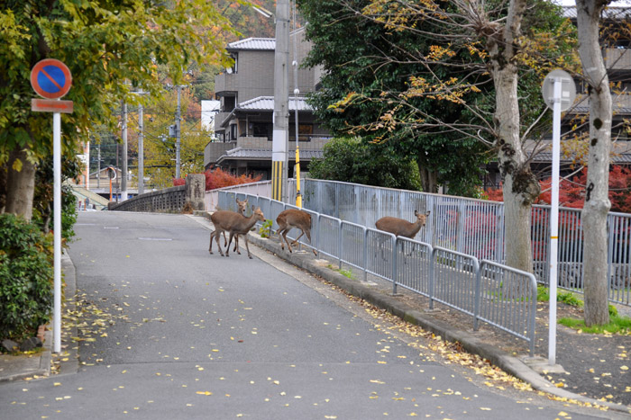 京都で鹿