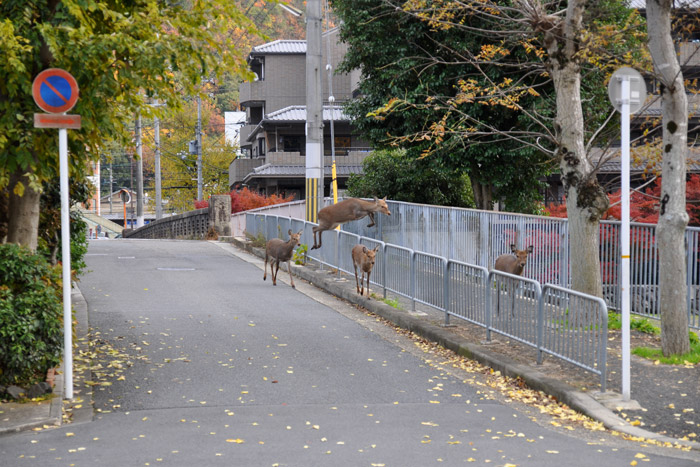 京都で鹿