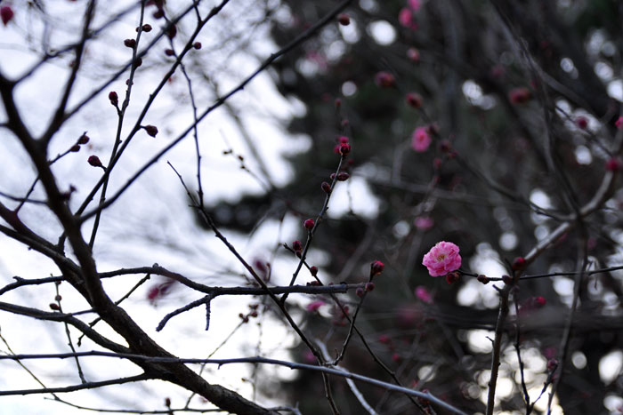 京都御苑 早くも梅の花