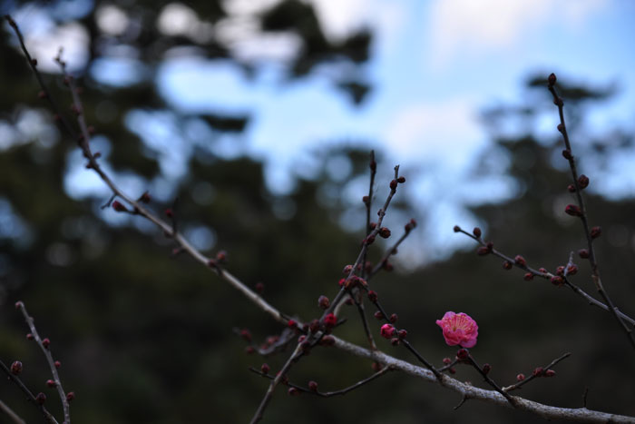 京都御苑 早くも梅の花