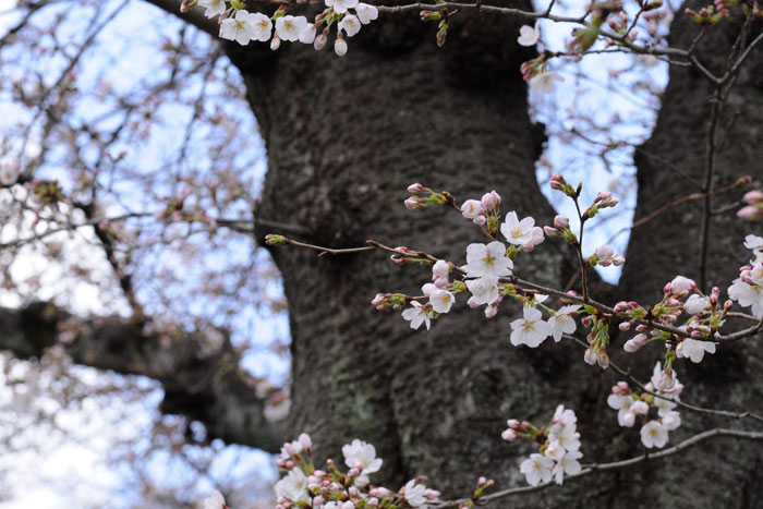 白川疏水の桜