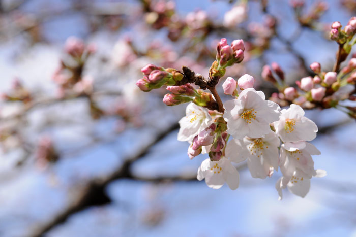 白川疏水の桜