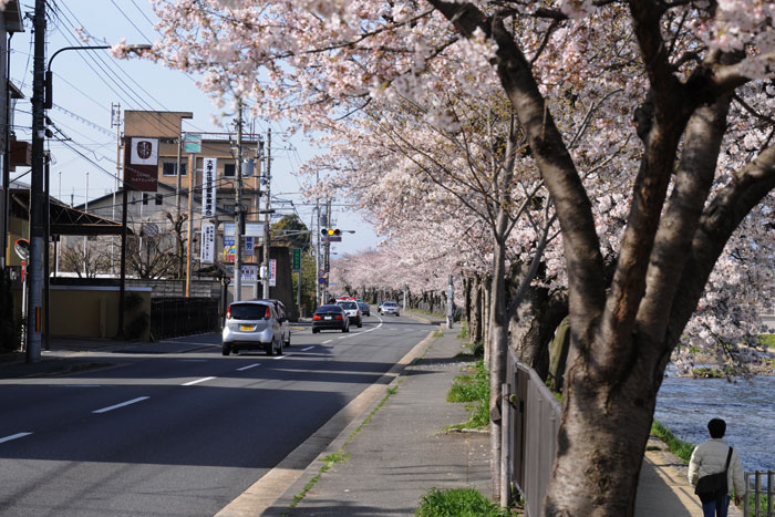 満開！高野川の桜