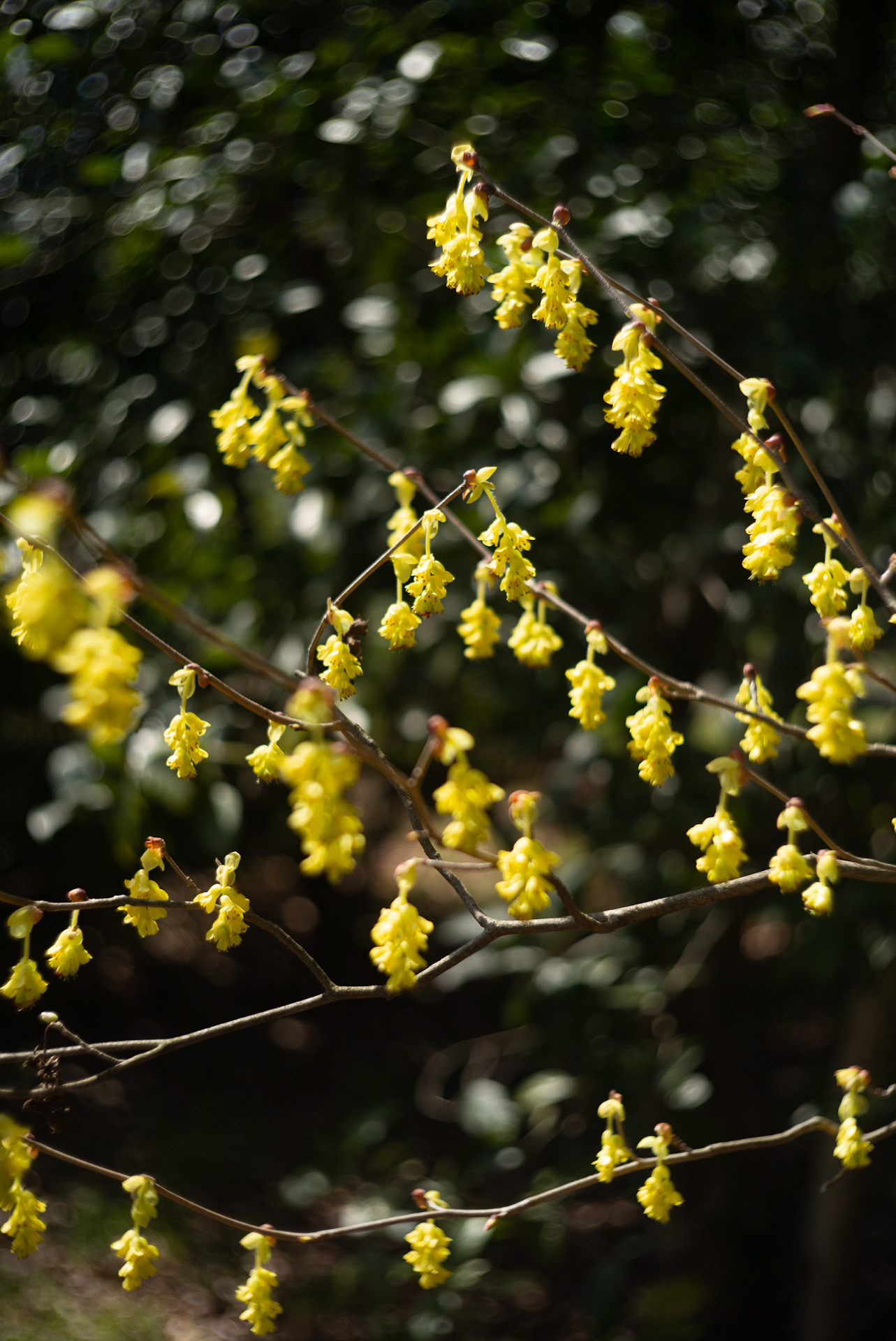 御所の謎の黄色い花