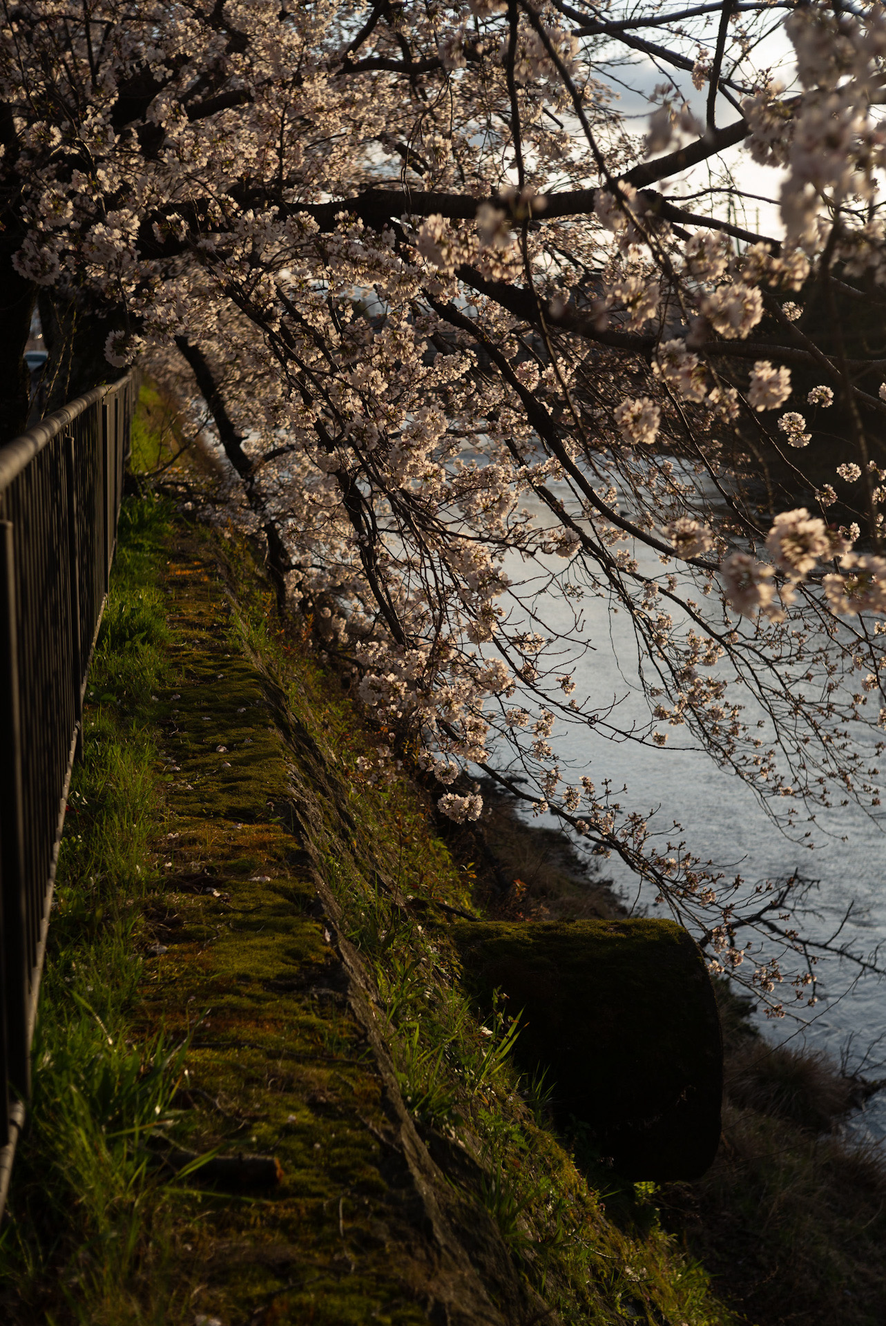 夕暮れの高野川の桜